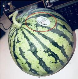 淄博网红吃瓜,揭秘美食背后的故事