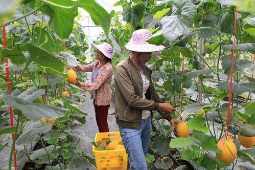 吃网红的瓜犯法吗,吃瓜需谨慎，违法风险知多少？